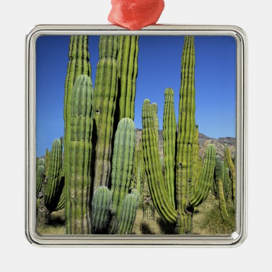Mexico, Sonora, San Carlos. Saguaro & Organ Pipe Metalen Ornament (Voorkant)