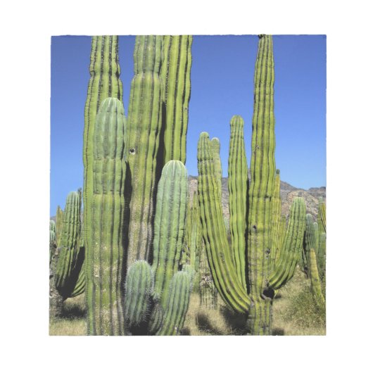 Mexico, Sonora, San Carlos. Saguaro & Organ Pipe Notitieblok (Voorkant)