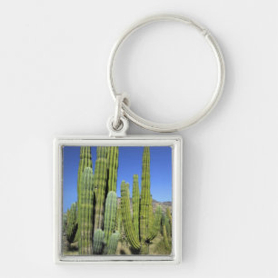 Mexico, Sonora, San Carlos. Saguaro & Organ Pipe Sleutelhanger