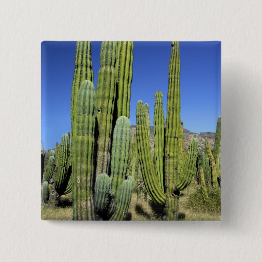 Mexico, Sonora, San Carlos. Saguaro & Organ Pipe Vierkante Button 5,1 Cm (Voorkant)