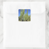 Mexico, Sonora, San Carlos. Saguaro & Organ Pipe Vierkante Sticker (Tas)