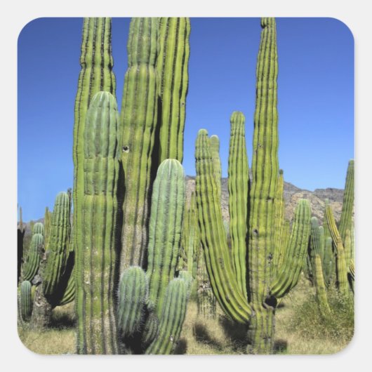 Mexico, Sonora, San Carlos. Saguaro & Organ Pipe Vierkante Sticker (Voorkant)