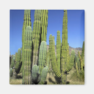 Mexico, Sonora, San Carlos. Saguaro & Orgelpijp Magneet