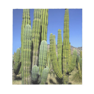 Mexico, Sonora, San Carlos. Saguaro & Orgelpijp Notitieblok
