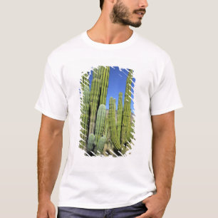 Mexico, Sonora, San Carlos. Saguaro & Orgelpijp T-shirt