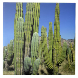 Mexico, Sonora, San Carlos. Saguaro & Orgelpijp Tegeltje