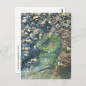 Meyers Beach North, Gold Beach, Oregon Briefkaart (Voorkant / Achterkant)