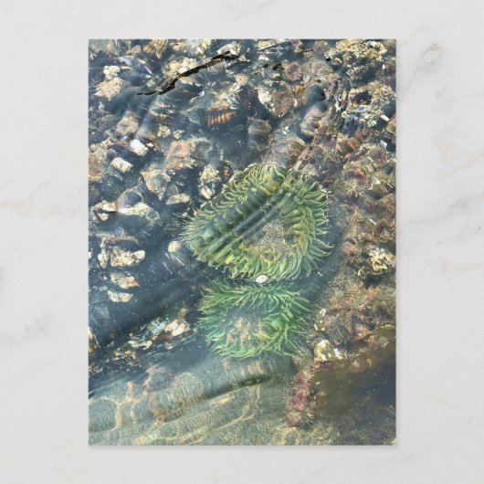 Meyers Beach North, Gold Beach, Oregon Briefkaart (Voorkant)