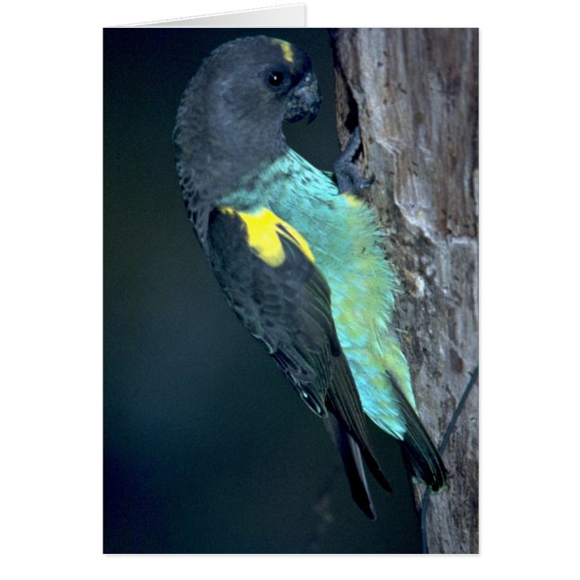 Meyer's Parrot (Voorkant)
