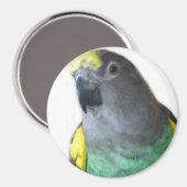Meyers Parrot Magnet (Voorkant / Achterkant)