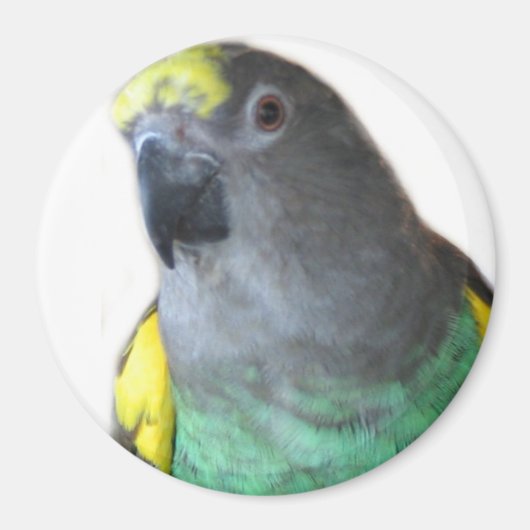 Meyers Parrot Magnet (Voorkant)