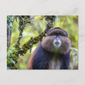 Mgahinga Park, Oeganda Reisansichtkaart Briefkaart (Voorkant)