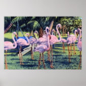 Miami Florida Flamingos in Hialeah Park Poster (Voorkant)