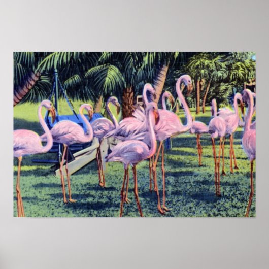 Miami Florida Flamingos in Hialeah Park Poster (Voorkant)