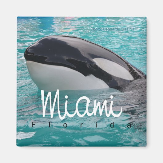 Miami Florida Orca Whale Foto Koelkast Magnet (Voorkant)