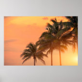 Miami Palms Poster (Voorkant)