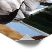 Miami Pelican Poster (Hoek)