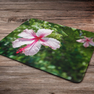 Miami Pink Hibiscus Tropical Flower Bloom Muismat