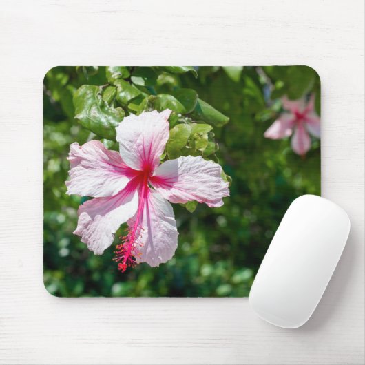 Miami Pink Hibiscus Tropical Flower Bloom Muismat (Met muis)