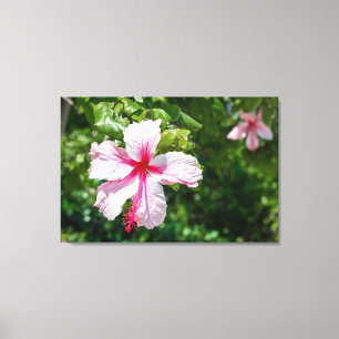 Miami Roze Hibiscus Tropische Bloem Bloei  Canvas Afdruk