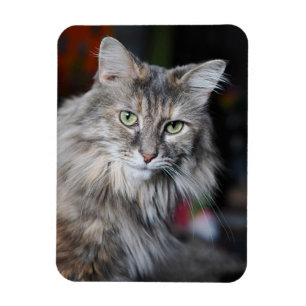 Miauw Miauw Cat Portret Magneet