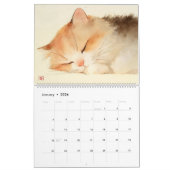 Miauw Moods: Schattige Waterverf Katten Kalender (Jan 2026)