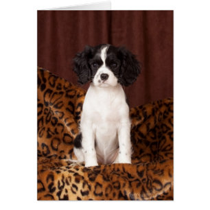 Micah zeldzame kleurige Cavalier King Charles Span