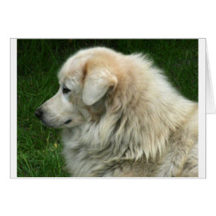 Michael the Maremma