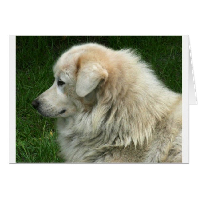 Michael the Maremma (Voorkant Horizontaal)