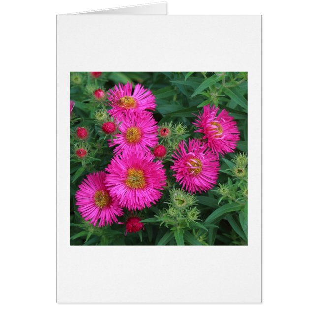 Michaelmas Daisies (Voorkant)