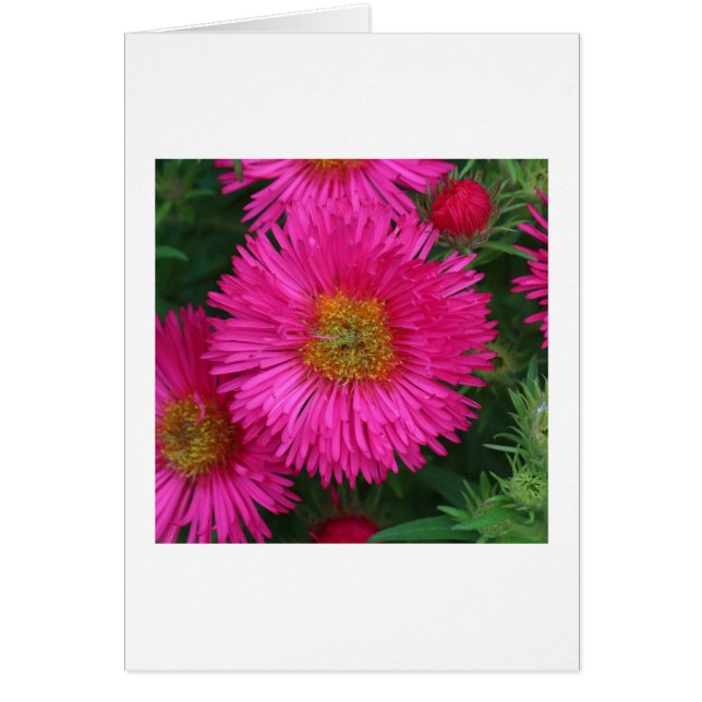 Michaelmas Daisies (Voorkant)