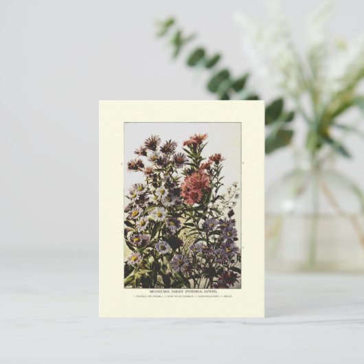 Michaelmas daisies briefkaart (Staand voorkant)