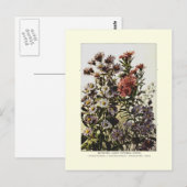 Michaelmas daisies briefkaart (Voorkant / Achterkant)