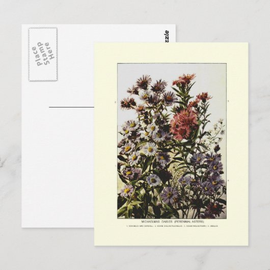Michaelmas daisies briefkaart (Voorkant / Achterkant)