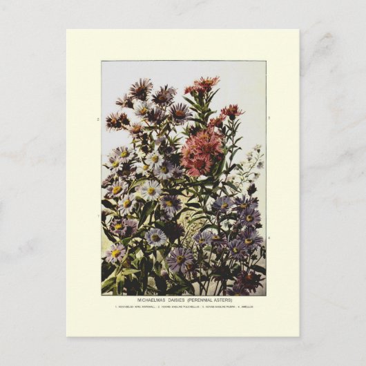 Michaelmas daisies briefkaart (Voorkant)