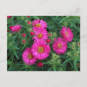 Michaelmas Daisies Briefkaart