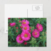 Michaelmas Daisies Briefkaart (Voorkant / Achterkant)