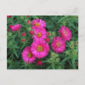 Michaelmas Daisies Briefkaart (Voorkant)