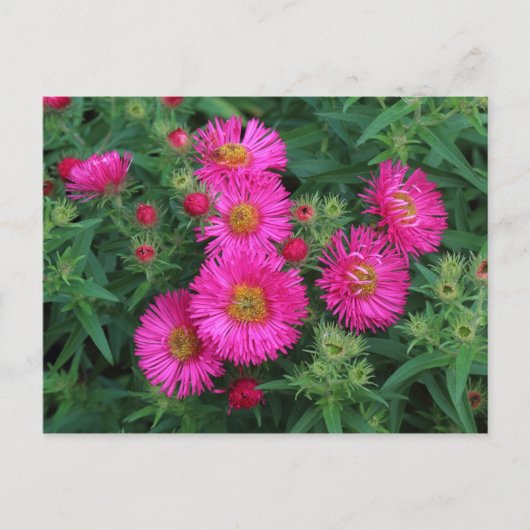 Michaelmas Daisies Briefkaart (Voorkant)