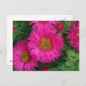 Michaelmas Daisies Briefkaart (Voorkant / Achterkant)
