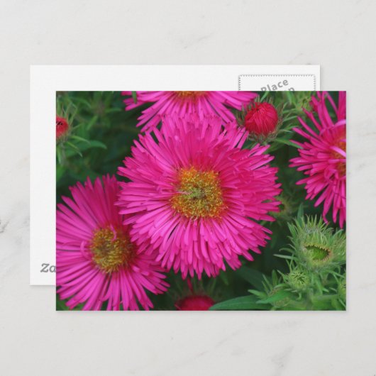 Michaelmas Daisies Briefkaart (Voorkant / Achterkant)