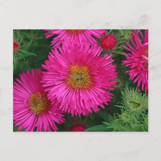 Michaelmas Daisies Briefkaart (Voorkant)