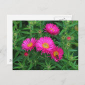 Michaelmas Daisies en Bee Briefkaart (Voorkant / Achterkant)