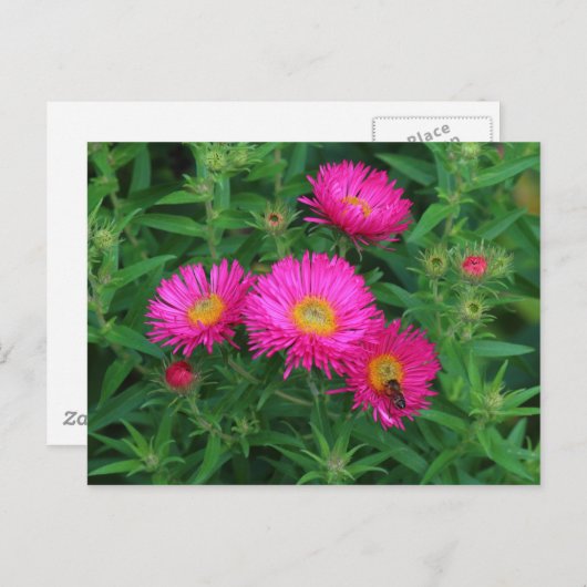 Michaelmas Daisies en Bee Briefkaart (Voorkant / Achterkant)