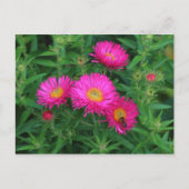 Michaelmas Daisies en Bee Briefkaart (Voorkant)