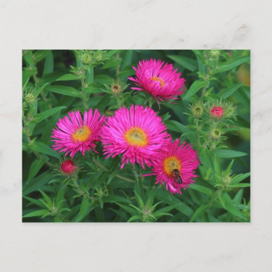 Michaelmas Daisies en Bee Briefkaart (Voorkant)