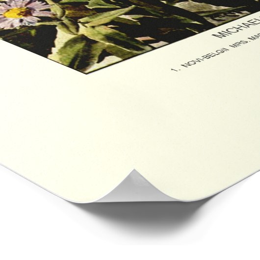 Michaelmas daisies poster (Hoek)