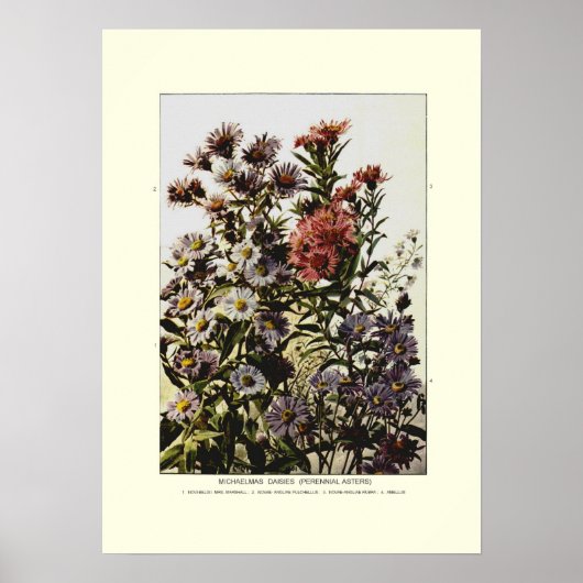 Michaelmas daisies poster (Voorkant)