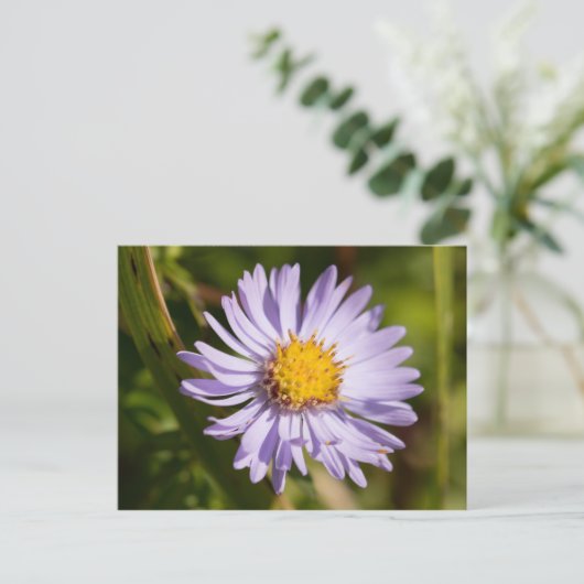 Michaelmas Daisy Briefkaart (Staand voorkant)