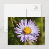 Michaelmas Daisy Briefkaart (Voorkant / Achterkant)